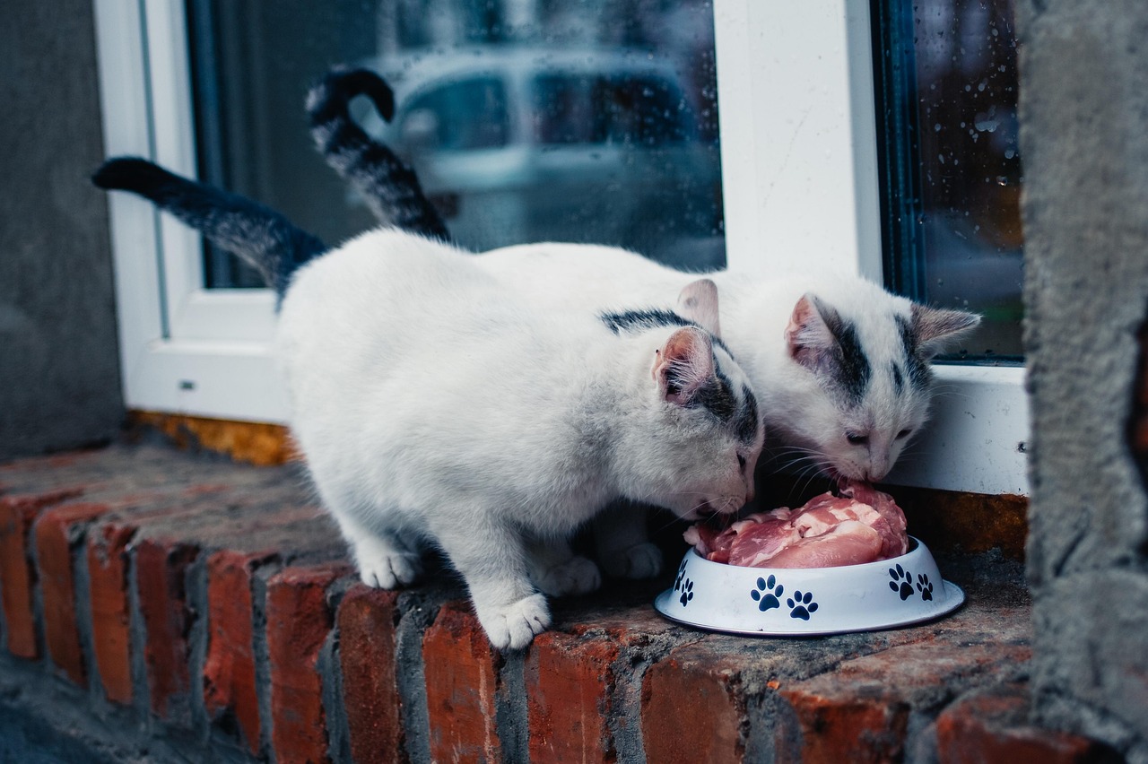 Behandlung Futtermittelunverträglichkeit Katze
