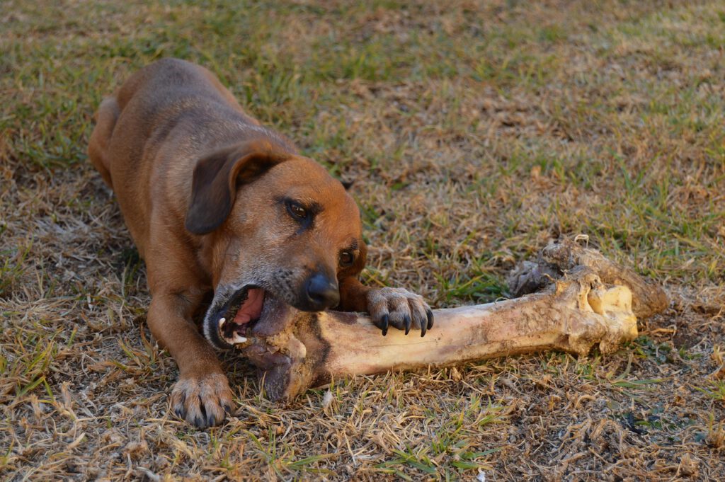Behandlung Futtermittelunverträglichkeit Hund